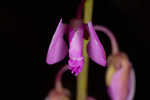 Scalloped milkwort